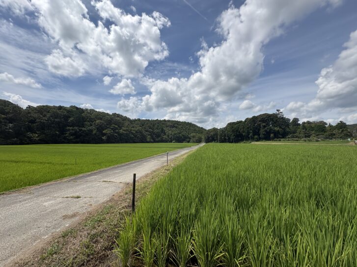つくばねの滝 朝光寺がある小山への田園風景