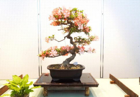 稲美町 さつき盆栽展2024 告知チラシ