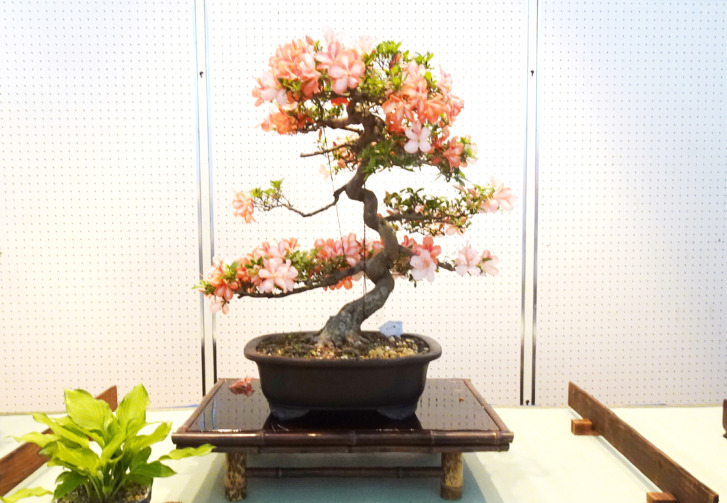 稲美町 さつき盆栽展2024 告知チラシ
