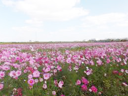 稲美町 稲加のコスモスまつり2019 告知チラシ