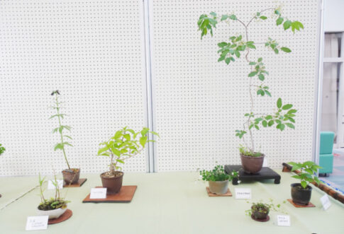 稲美町 いなみ野山野草展告知チラシ