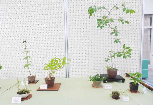 稲美町 いなみ野山野草展告知チラシ