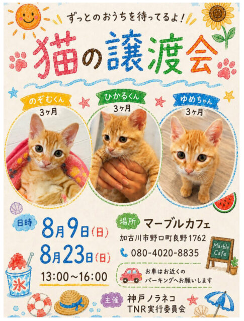 マーブルカフェ 猫の譲渡会 告知チラシ