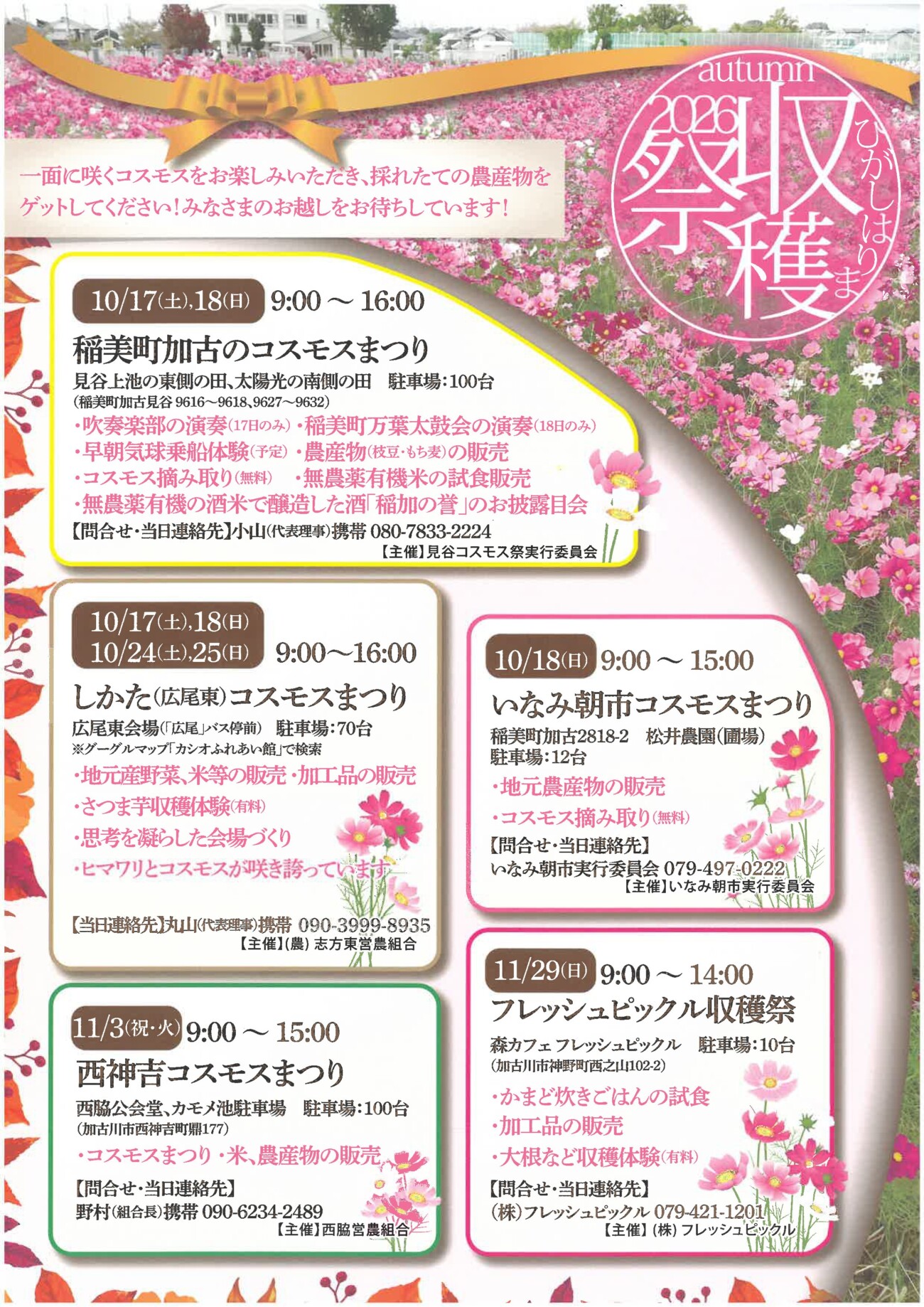 稲美町加古のコスモスまつり2026 告知チラシ(ひがしはりま秋の収穫祭)