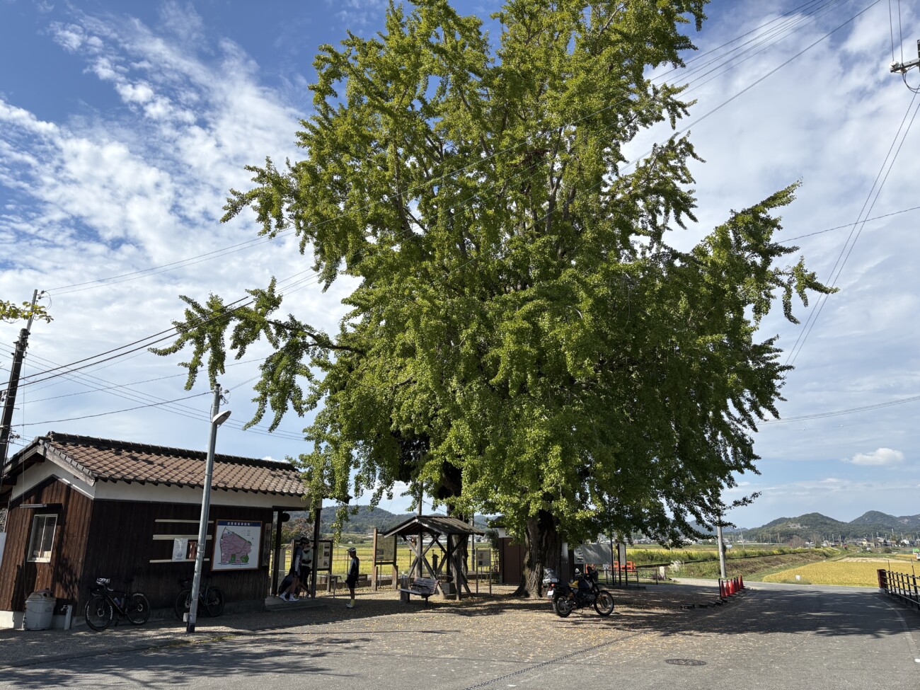 北条鉄道 網引駅の大イチョウ 東側から見た全景