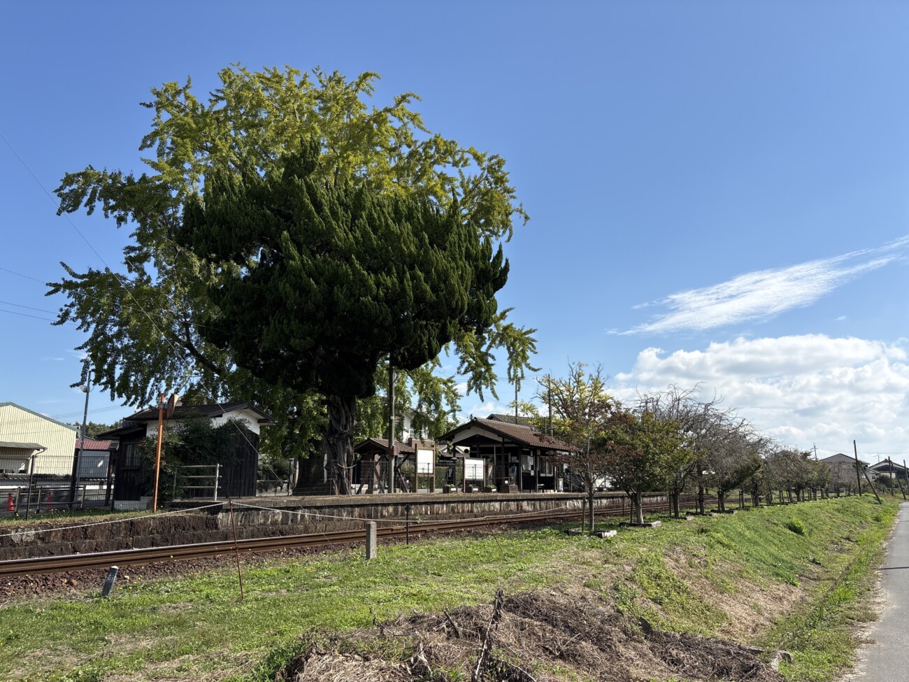 北条鉄道 網引駅のホームと線路越しに見る大イチョウ