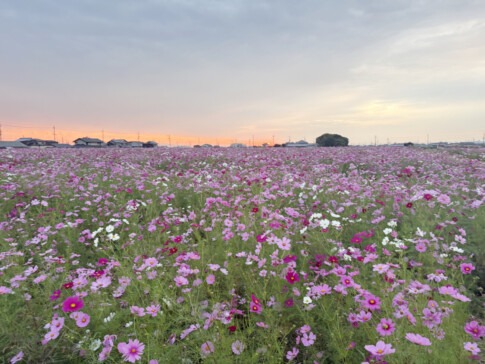 稲美町加古のコスモスまつり会場 一面に咲くコスモス畑と夕焼け空