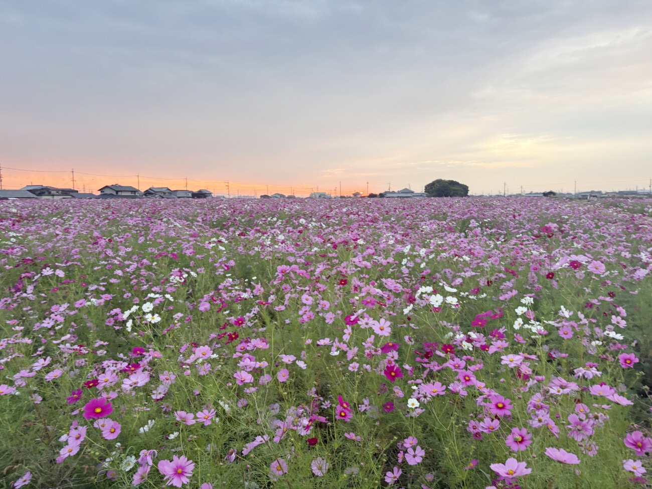稲美町加古のコスモスまつり会場 一面に咲くコスモス畑と夕焼け空
