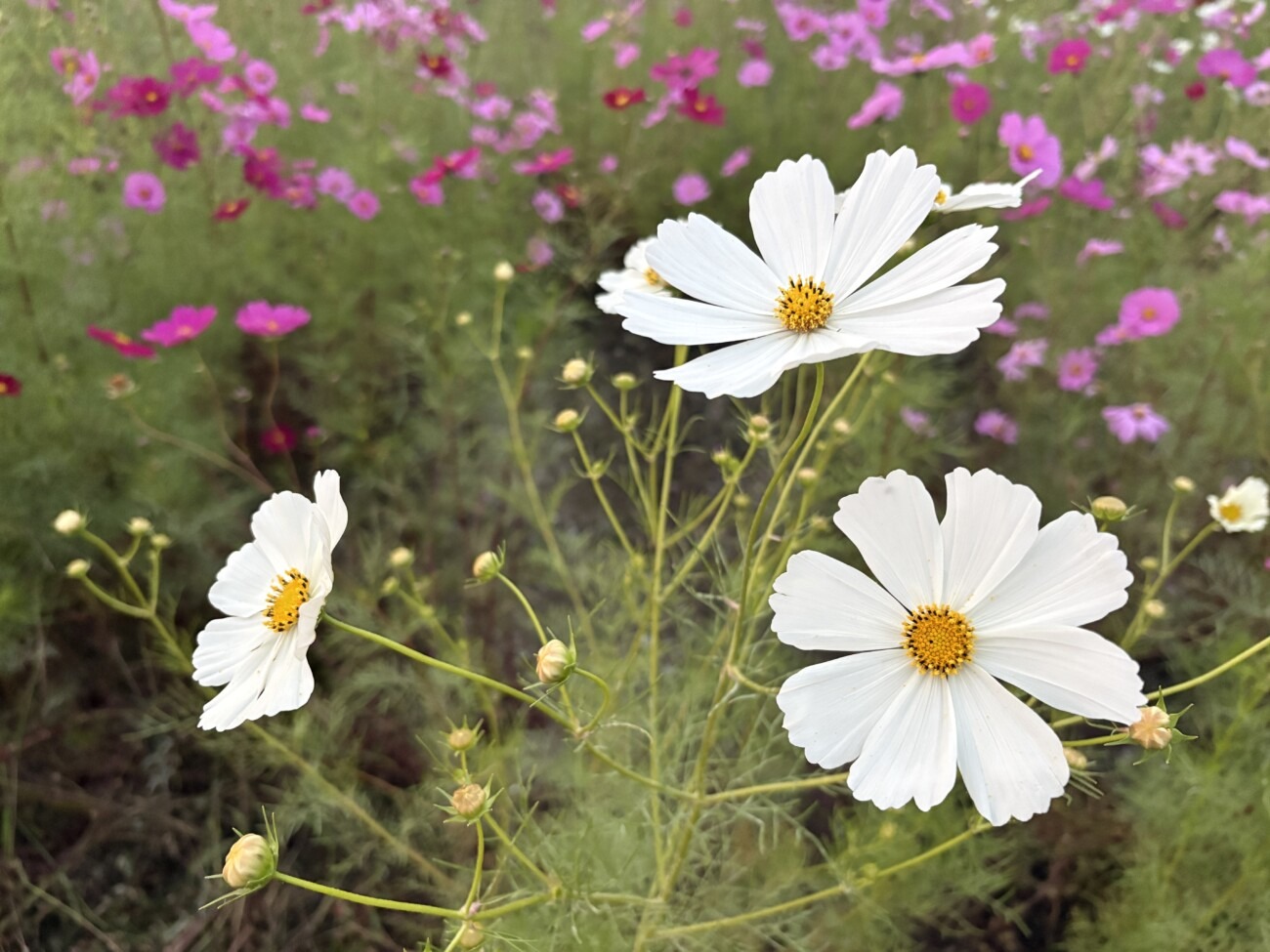 白いコスモスの花のアップ(稲美町加古のコスモス畑)