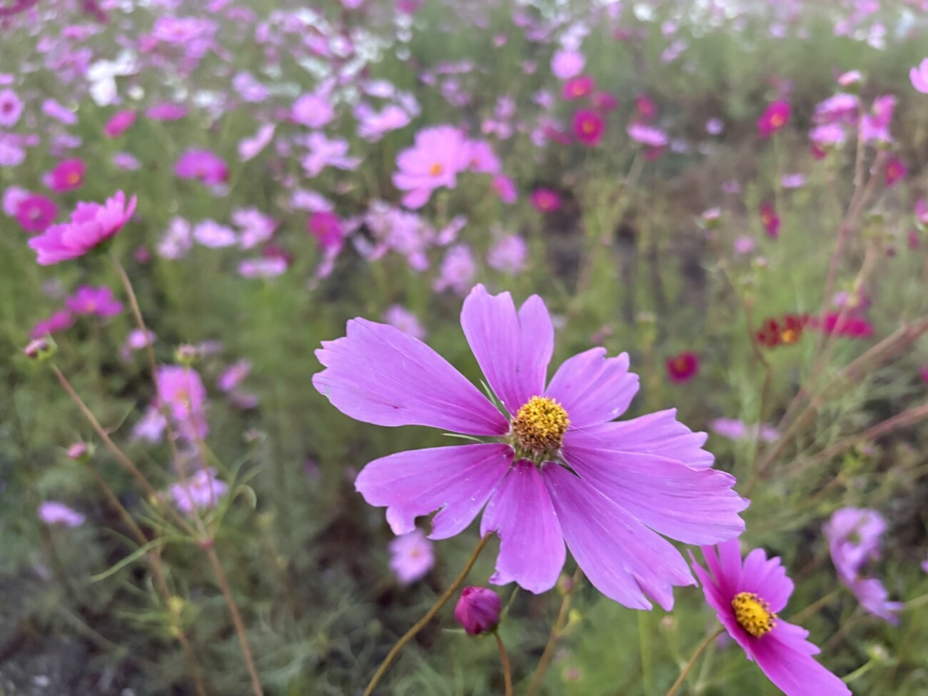 ピンクのコスモスの花のアップ(稲美町加古のコスモス畑)