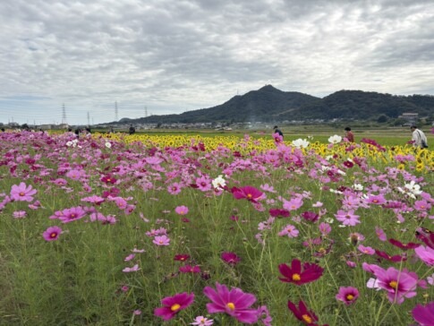 南会場一面に咲くピンクのコスモスと奥のヒマワリ畑（しかた広尾東コスモスまつり）