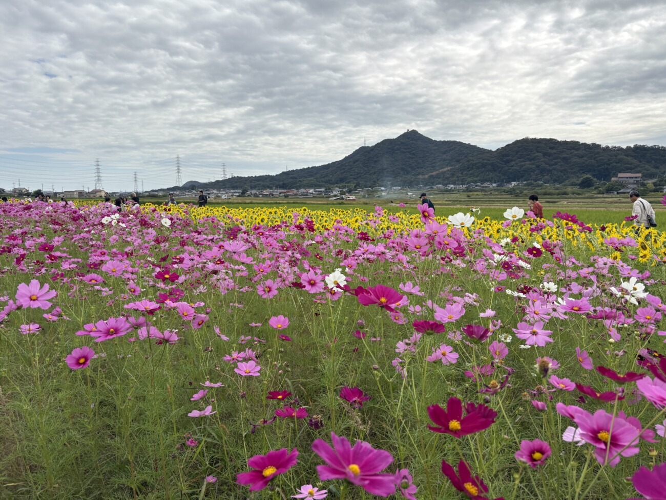 南会場一面に咲くピンクのコスモスと奥のヒマワリ畑（しかた広尾東コスモスまつり）