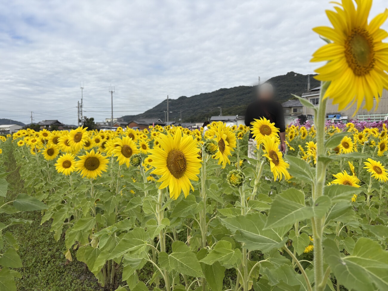 南会場で咲くヒマワリ畑（しかた広尾東コスモスまつり）