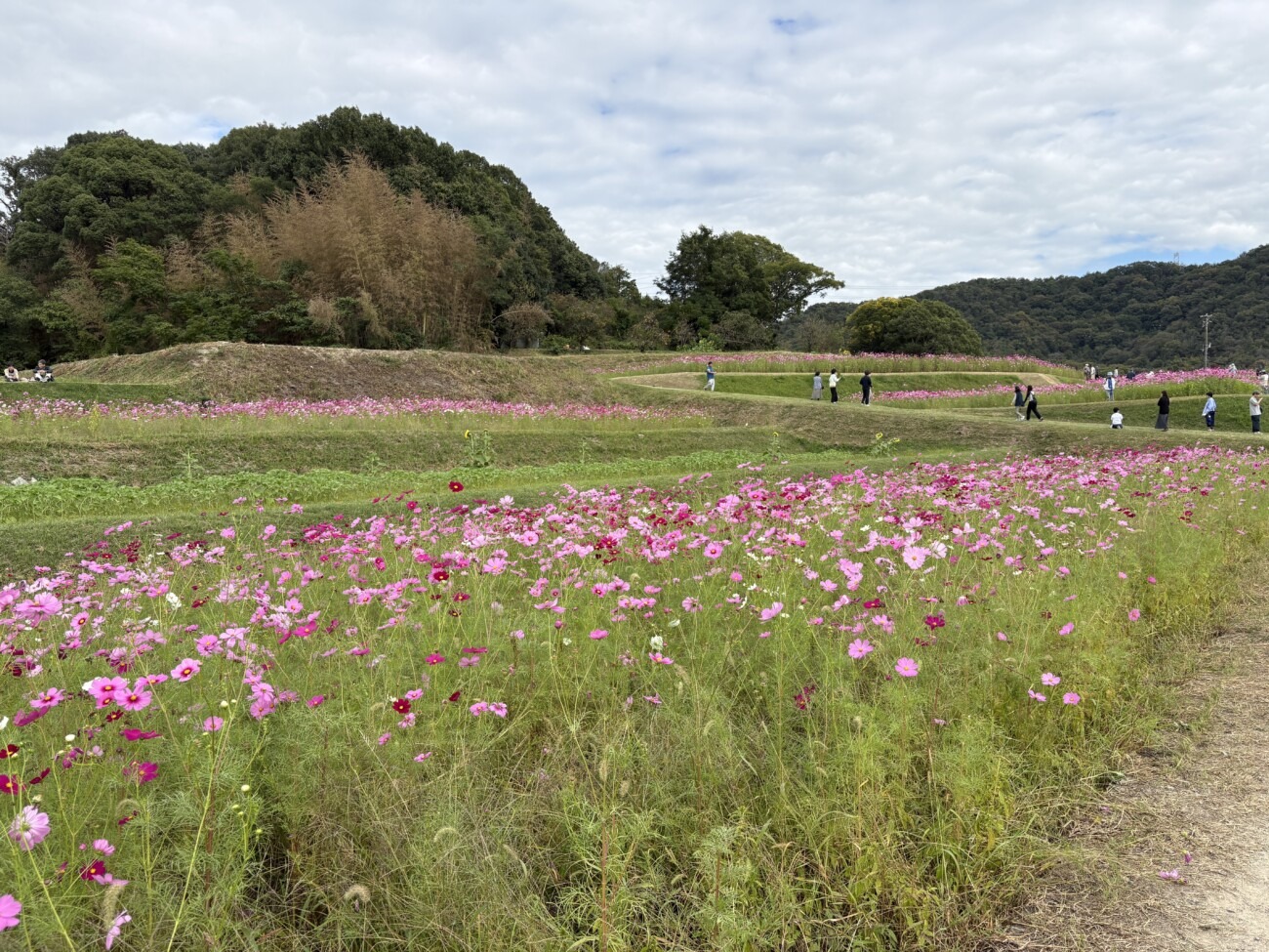北側会場の小高い丘に沿って広がるコスモス畑と散策する来場者