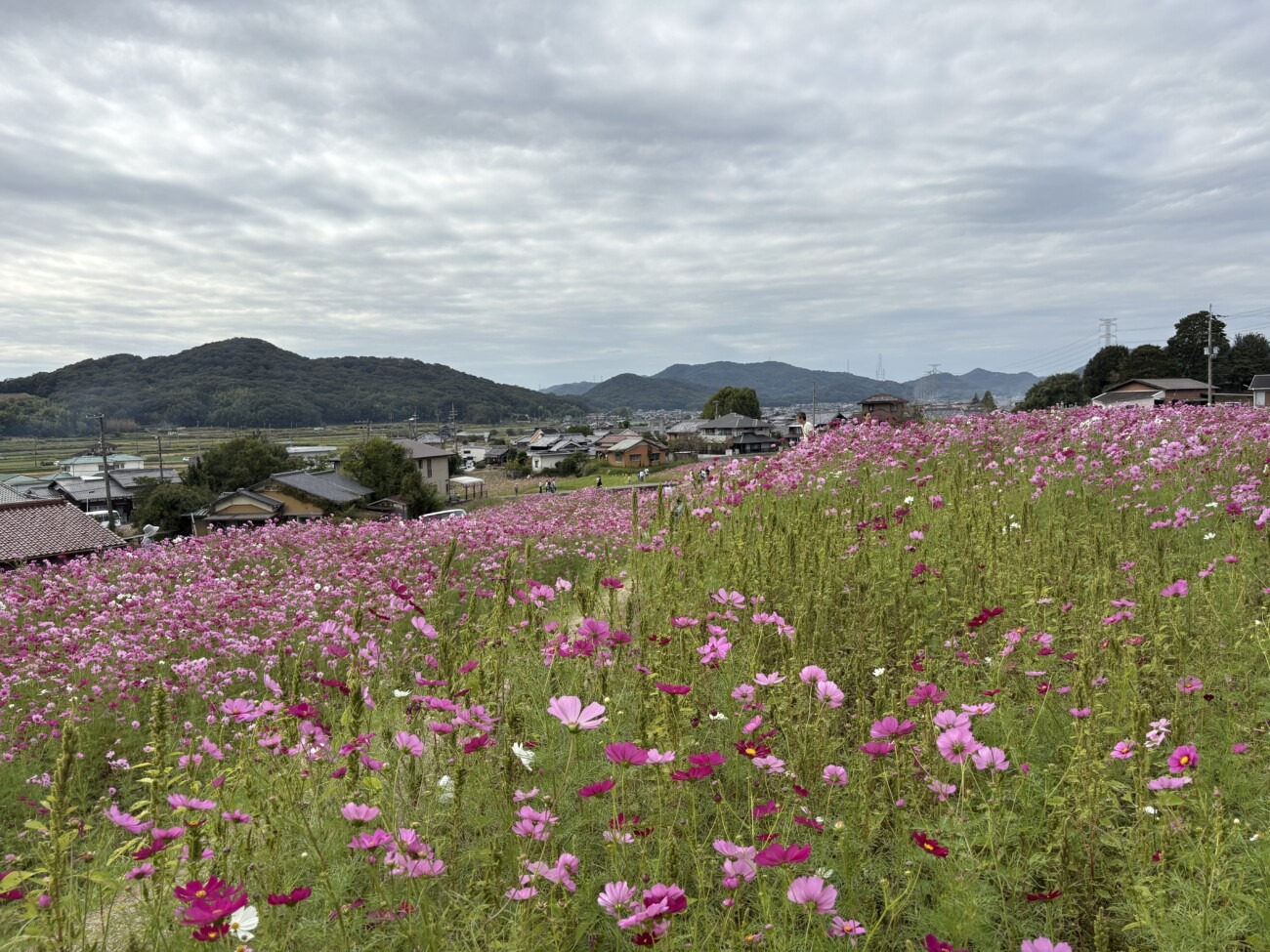 北側会場の斜面に咲くコスモスと志方町の山並み